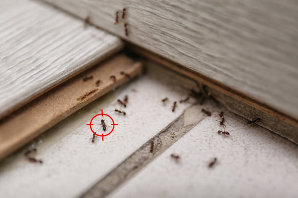 Best Pest Prevention Services  in Pana, IL