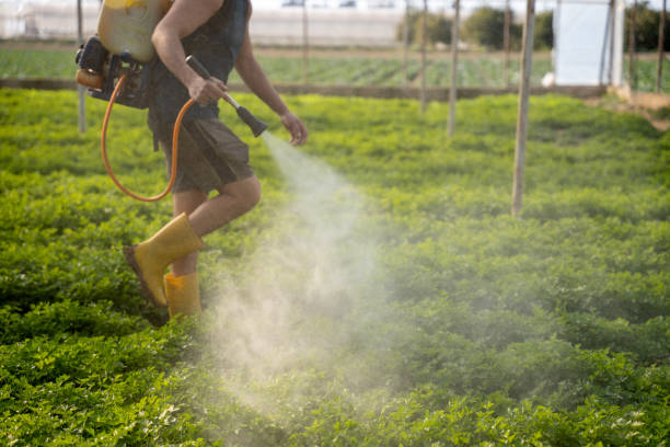 Best Mosquito Control Services  in Pana, IL