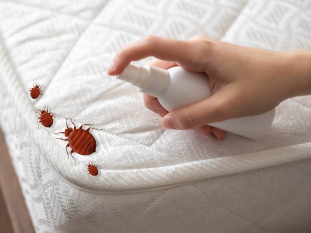 Best Termite Control Services  in Pana, IL