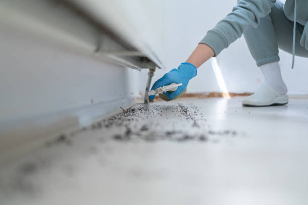 Best Affordable Pest Control Services  in Pana, IL